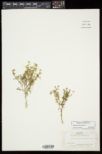 Matricaria discoidea image