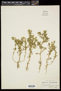 Matricaria discoidea image