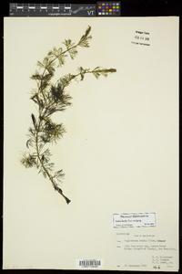 Bidens beckii image