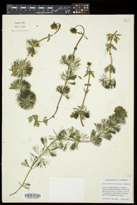 Bidens beckii image