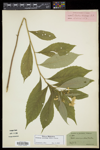 Oclemena acuminata image