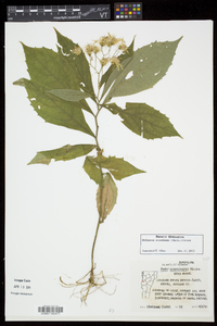 Oclemena acuminata image