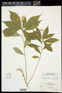 Oclemena acuminata image