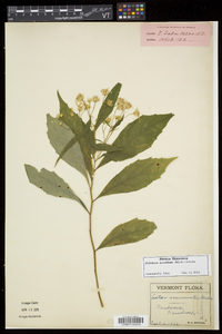 Oclemena acuminata image