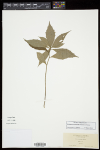 Oclemena acuminata image