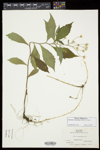 Oclemena acuminata image