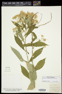 Oclemena acuminata image