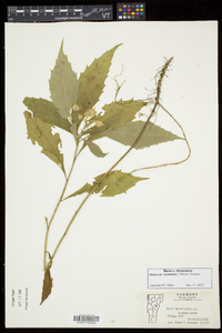 Oclemena acuminata image