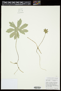 Petasites frigidus var. palmatus image