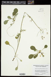 Packera obovata image