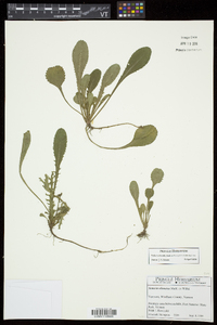 Packera obovata image