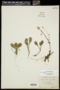 Packera obovata image