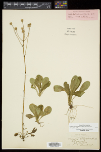 Packera obovata image