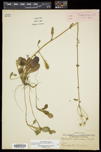 Packera obovata image