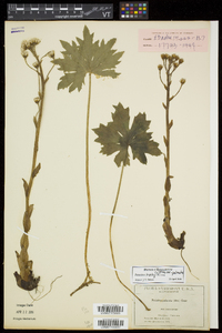 Petasites frigidus image