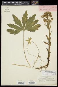 Petasites frigidus image