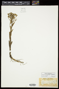 Petasites frigidus var. palmatus image