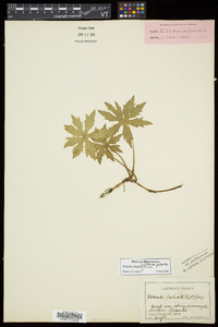 Petasites frigidus image