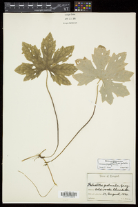 Petasites frigidus image