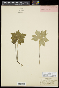 Petasites frigidus var. palmatus image