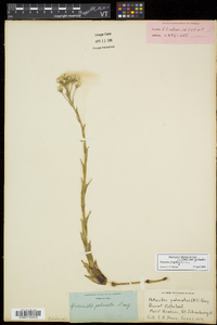 Petasites frigidus image