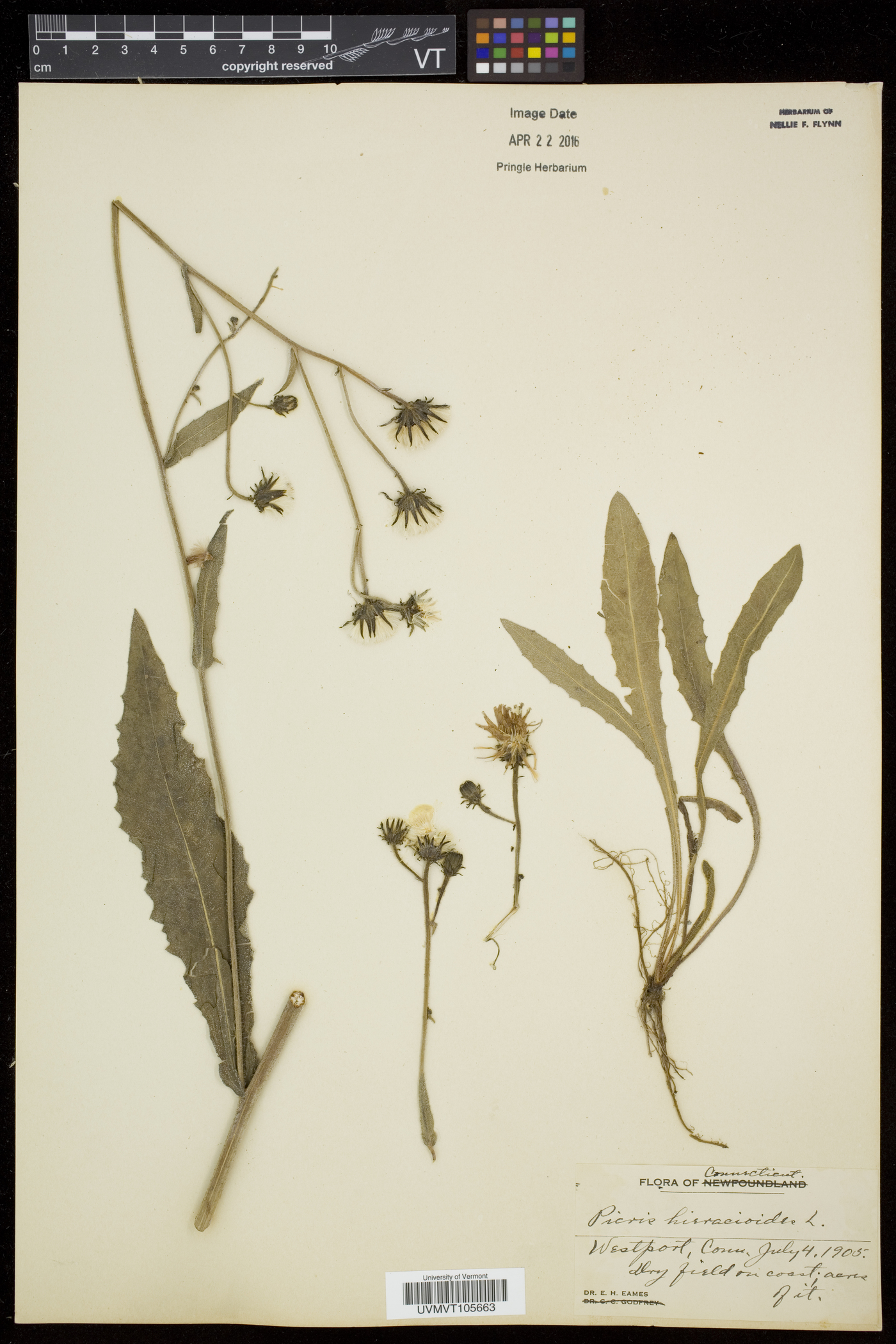 Picris hieracioides image