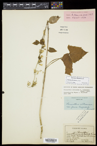 Nabalus altissimus image