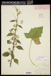 Nabalus altissimus image