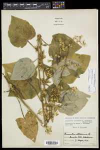 Nabalus altissimus image