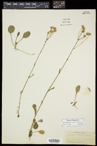 Packera obovata image