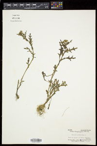 Senecio sylvaticus image