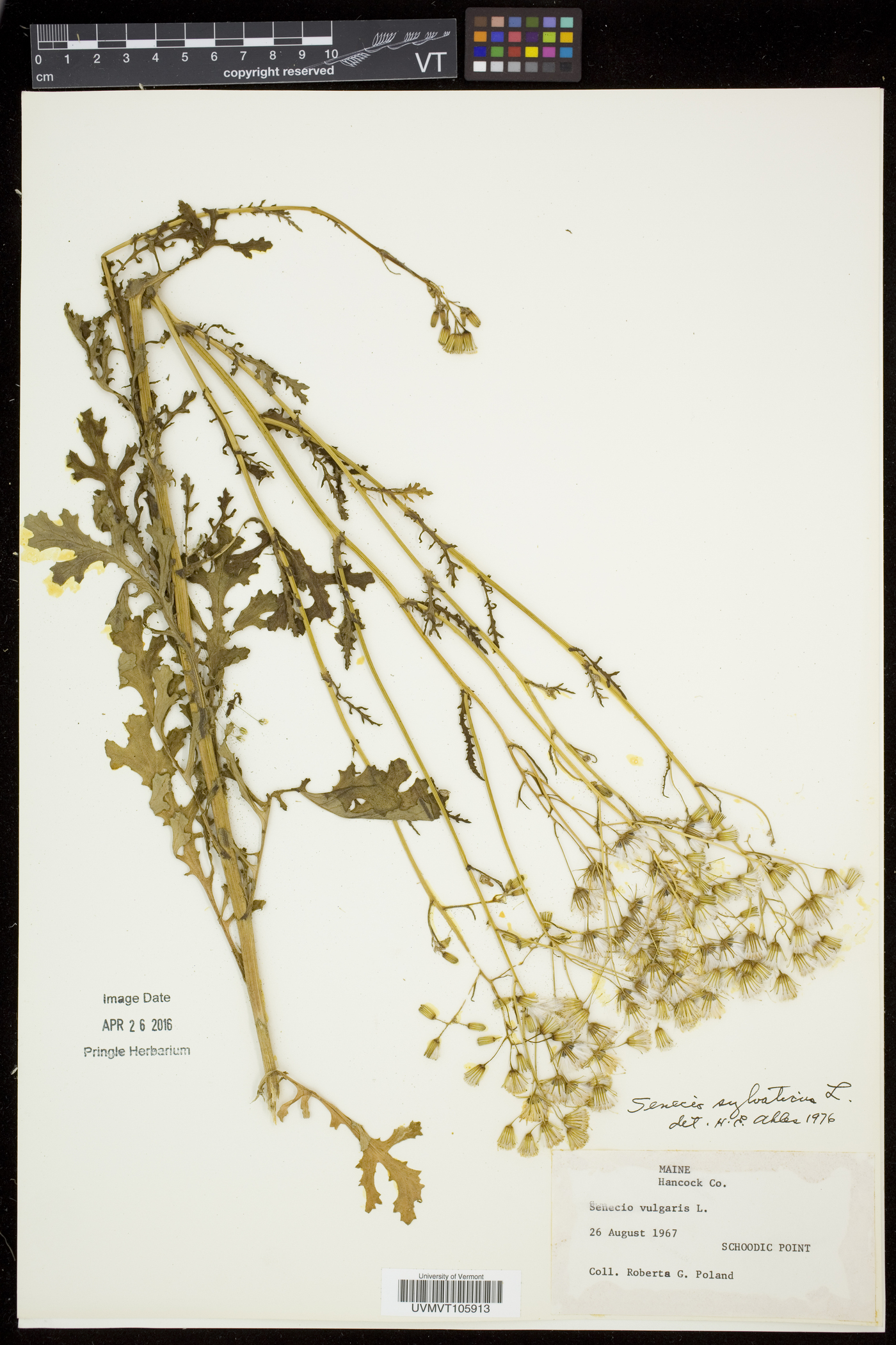 Senecio sylvaticus image