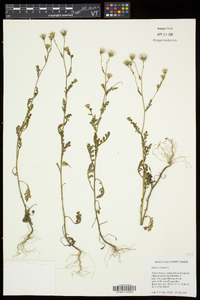 Senecio viscosus image