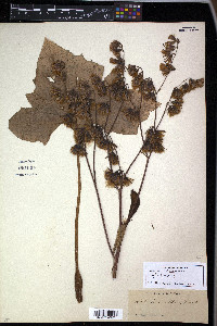 Nabalus albus image