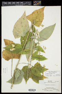 Nabalus altissimus image