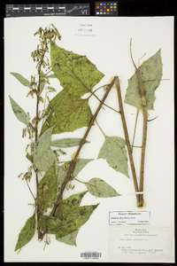 Nabalus altissimus image