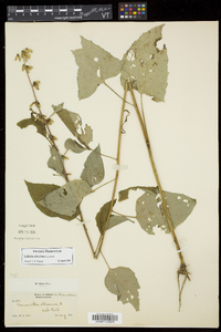 Nabalus altissimus image