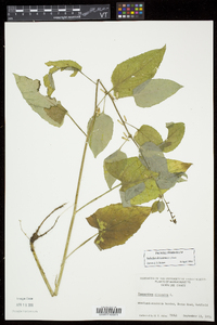 Nabalus altissimus image