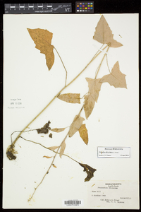 Nabalus altissimus image