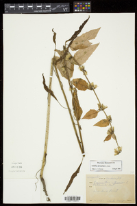 Nabalus altissimus image