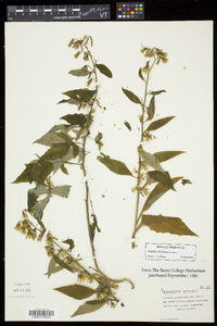 Nabalus altissimus image