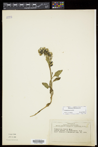 Nabalus boottii image