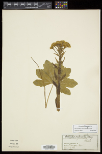 Petasites frigidus var. palmatus image