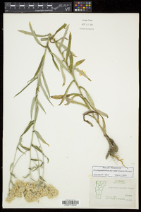 Pseudognaphalium macounii image