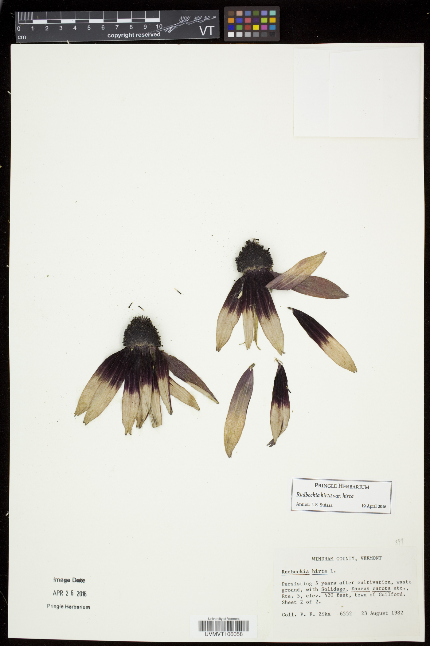 Rudbeckia hirta var. hirta image