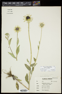 Rudbeckia hirta var. pulcherrima image