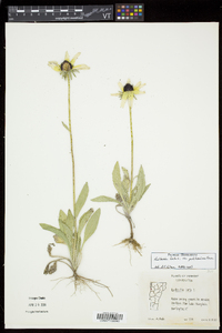 Rudbeckia hirta var. pulcherrima image