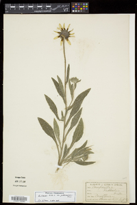 Rudbeckia hirta var. pulcherrima image