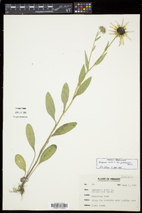 Rudbeckia hirta var. pulcherrima image