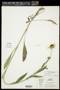 Rudbeckia hirta var. pulcherrima image